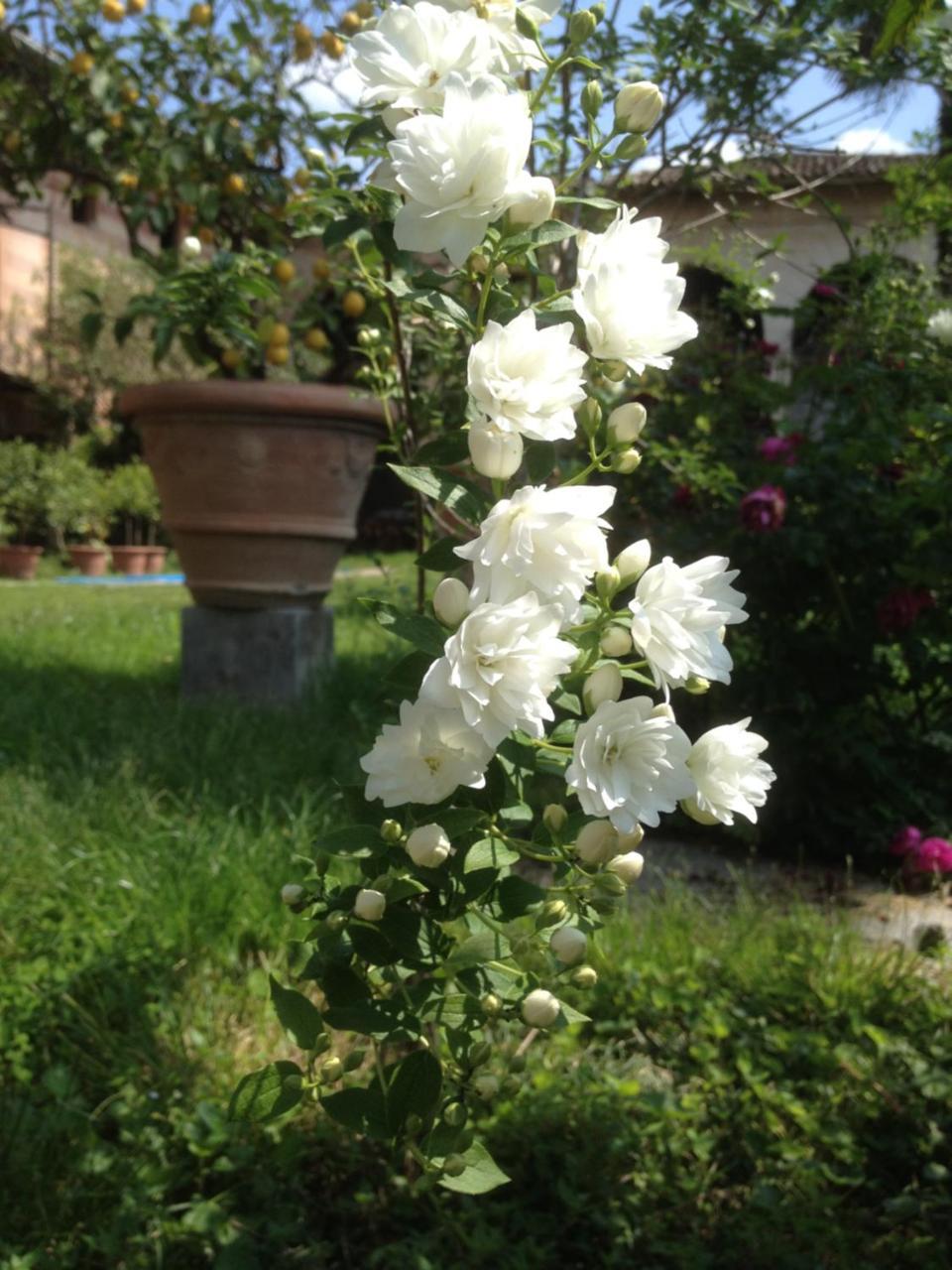 Antica Scuderia Bed & Breakfast Buttrio Dış mekan fotoğraf